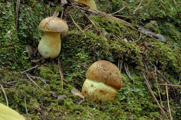 Leccinum lepidum.
